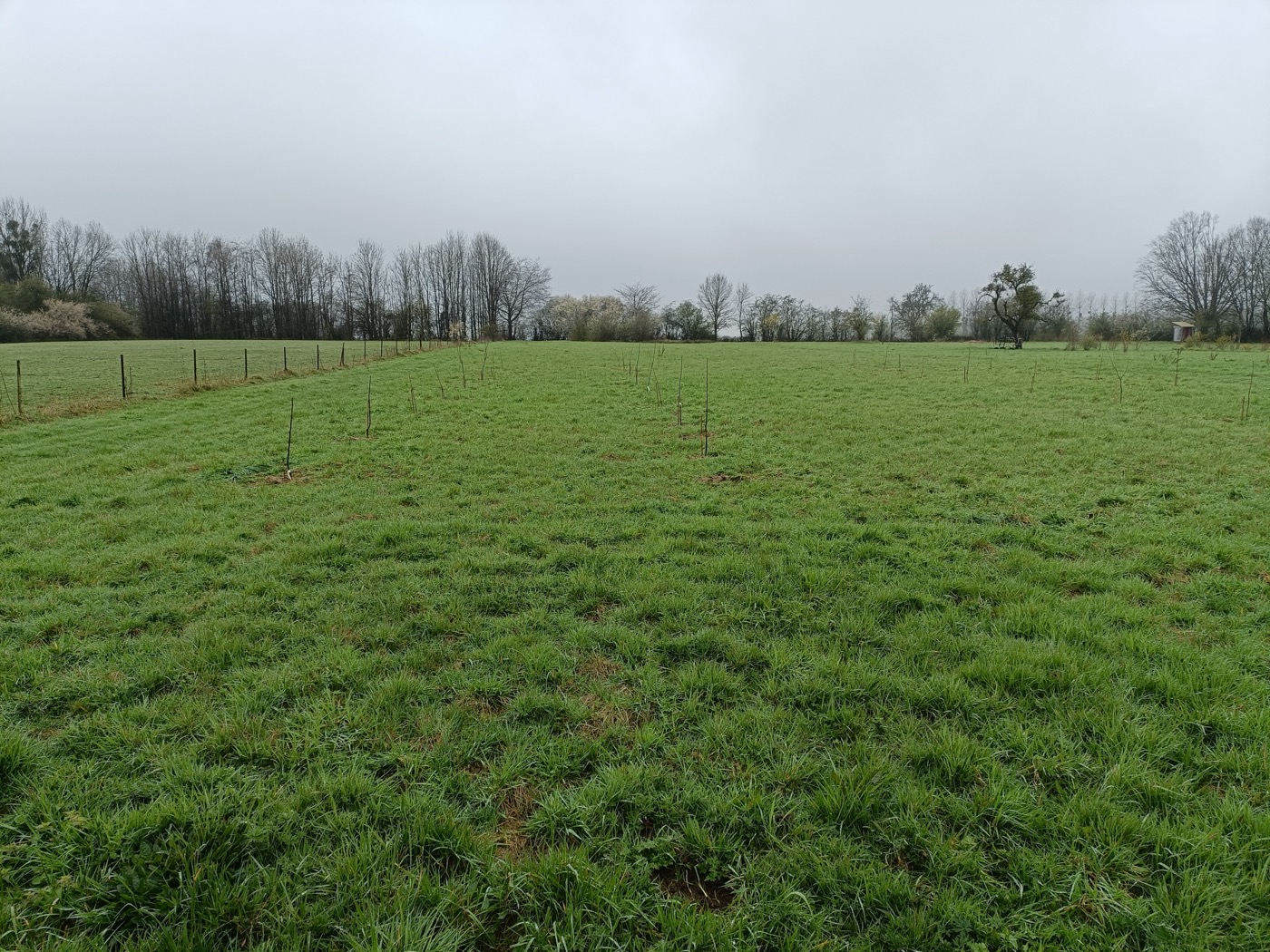 Aanplant in volle gang in een groene weide, maart 2024