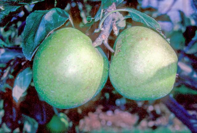 Adams’s Pearmain