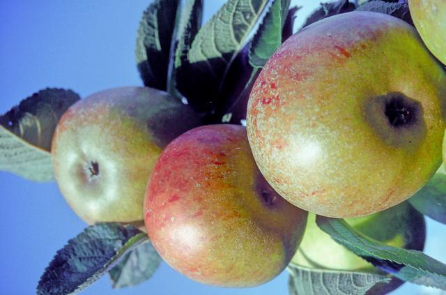 Ashmead’s Kernel