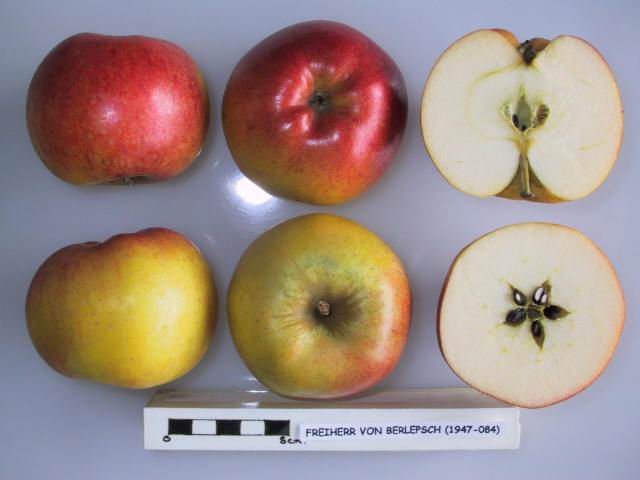 Berlepsch