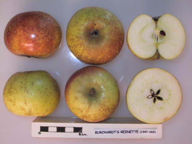 Burchardt’s Reinette