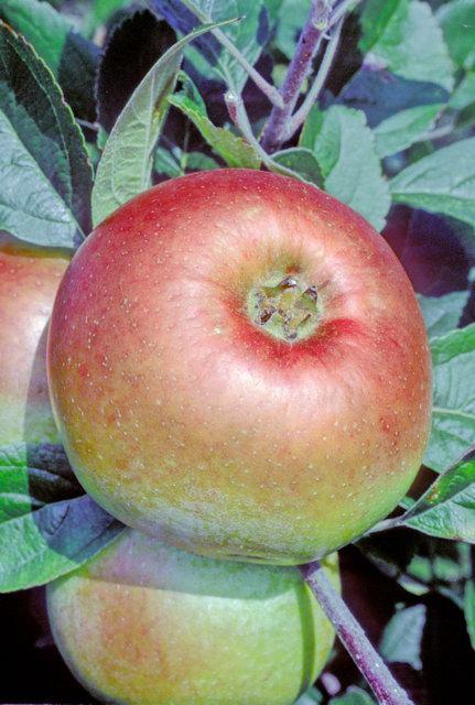 Dumelow’s Seedling