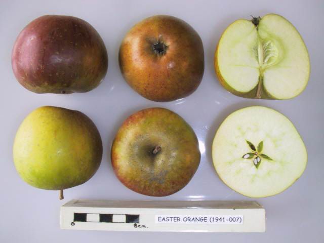 Easter Orange