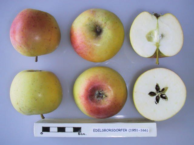 Edelborsdorfer