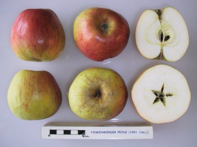 Finkenwerder Prinz