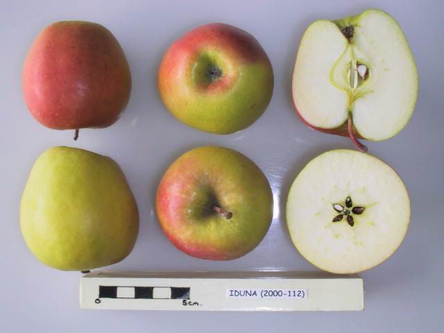 Iduna