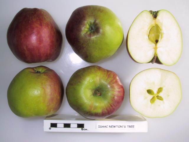 Isaac Newton’s Tree