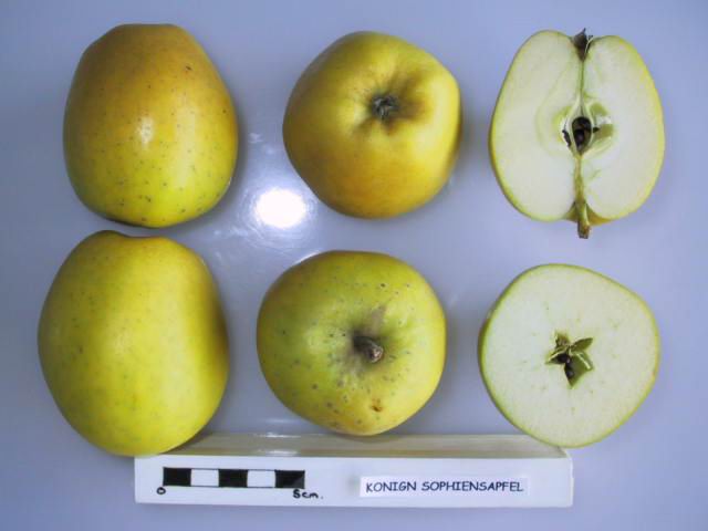 Königin Sophiensapfel
