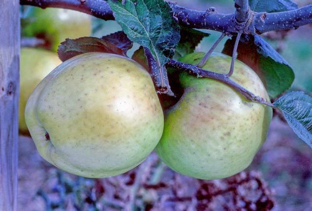 Landsberger Reinette