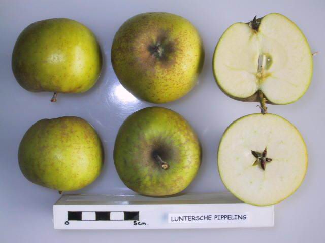Luntersche Pippeling