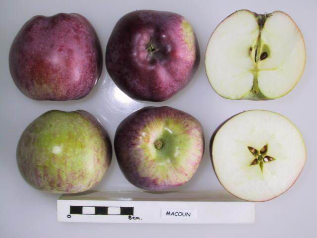 Macoun