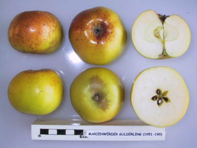 Marienwerder Gulderling