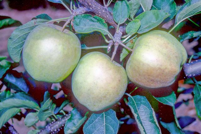 Mutsu