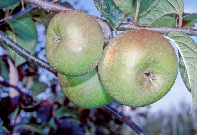 Orleans Reinette