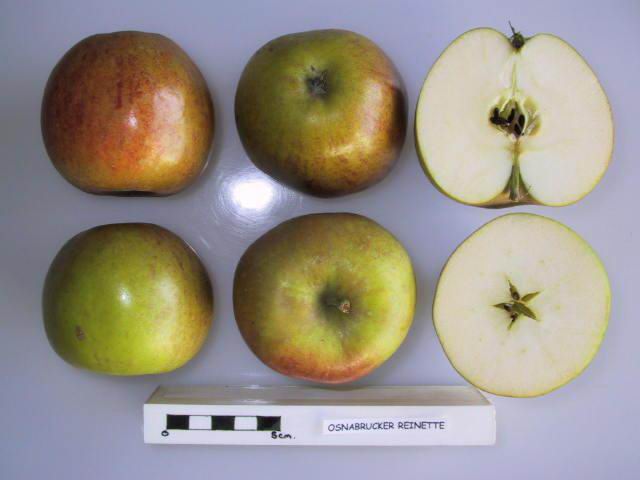 Osnabrücker Reinette