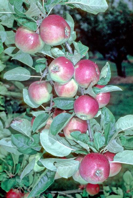 Pfirsichroter Sommerapfel