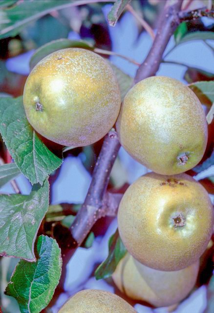 Pitmaston Pine Apple
