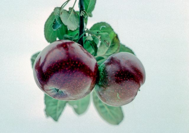 Pomme Noire