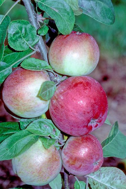 Red Melba