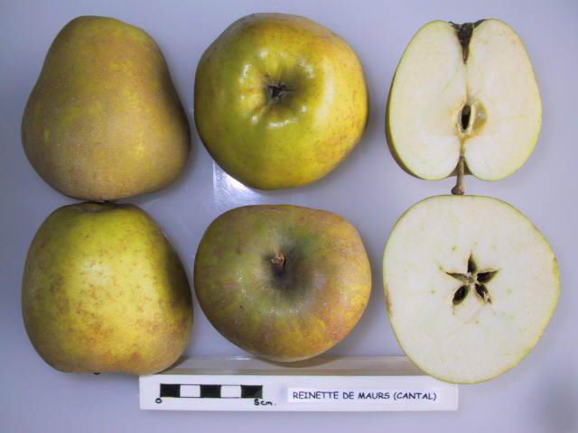 Reinette De Maurs