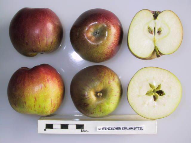 Rheinischer Krummstiel
