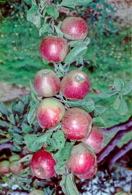 Strauwaldts Goldparmäne