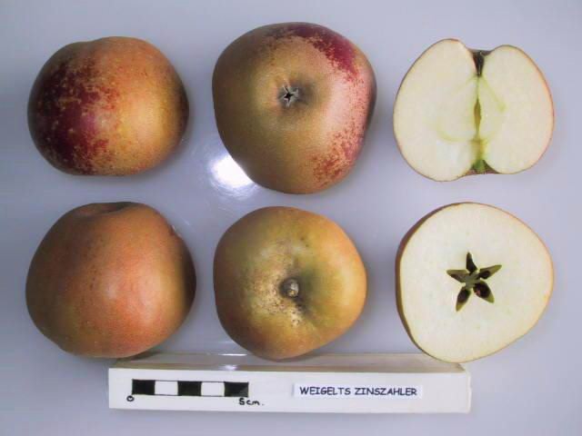 Weigelts Zinszahler