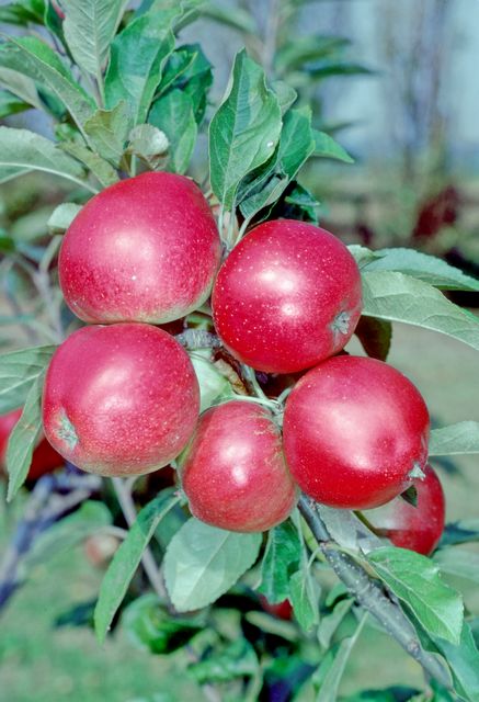 Worcester Pearmain