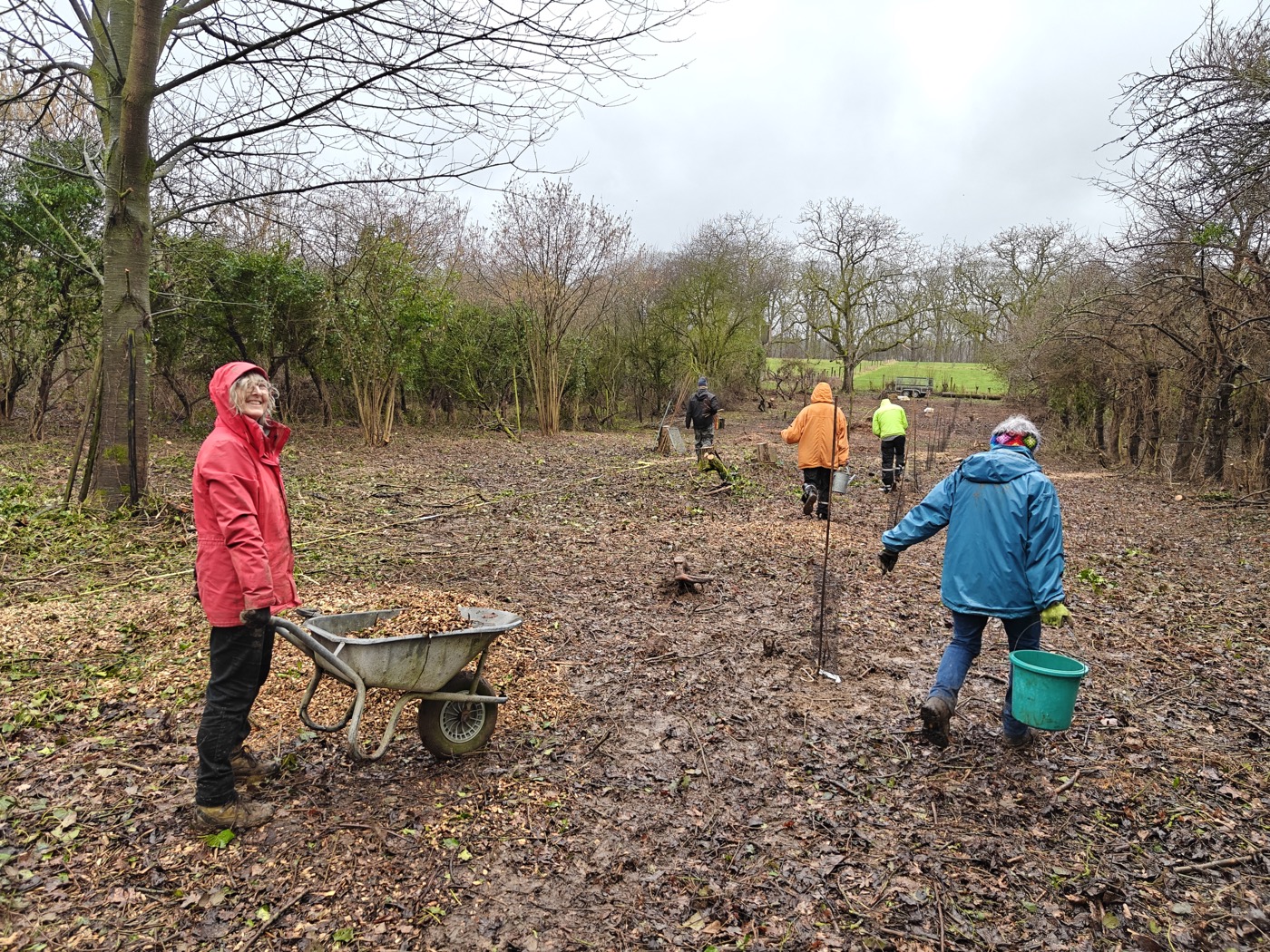 Wijde groene weide in Noord-Frankrijk met rijen jonge tree-staken, februari 2026