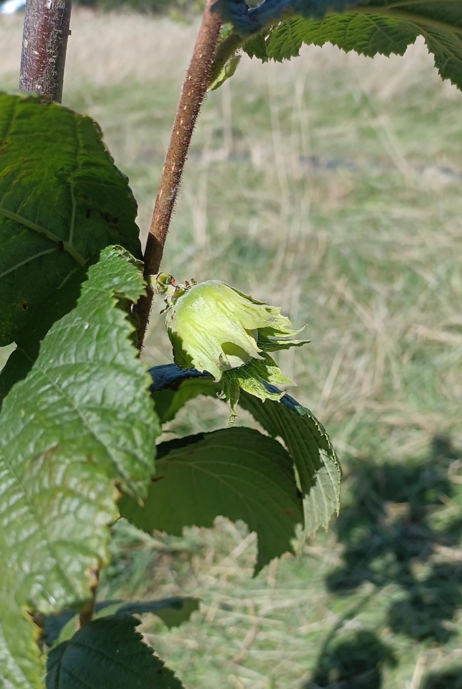 De eerste hazelnoot aan een jonge boom in Mont-Saint-Jean
