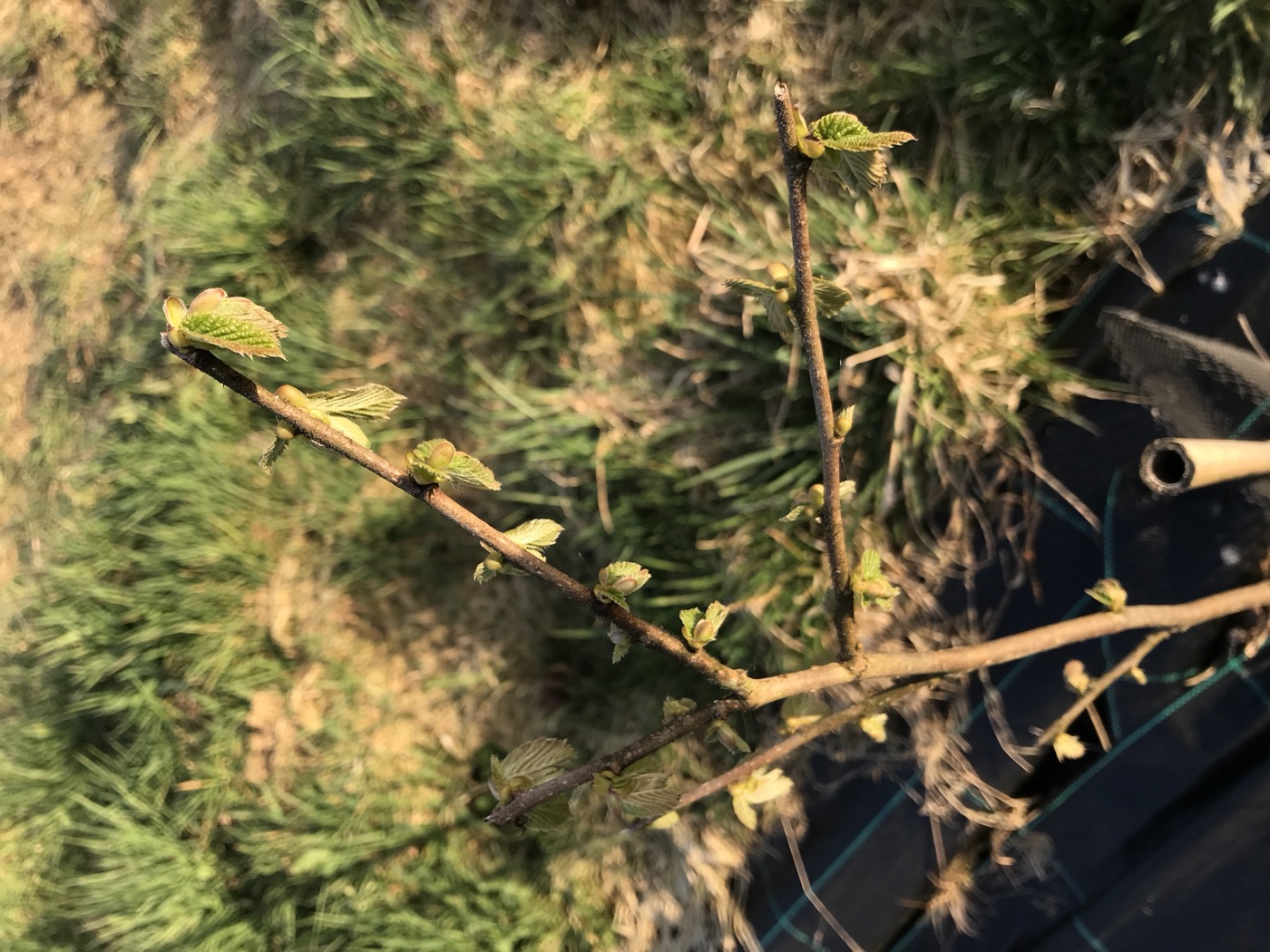 Close-up van een knop die opent in het voorjaar, met jonge groene blaadjes